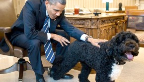 razas perros alergicos allergychef obama