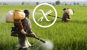 intolerancia-gluten-herbicida-pesticida-allergychef