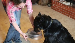 perro-detecta-gluten-allergychef.jpg